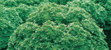 Basilic à petites feuilles