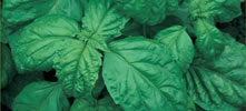 Basilic à feuilles de laitue