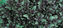 Basilic à petites feuilles pourpres