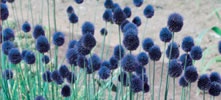 Ciboulette à l'ail à fleurs bleues