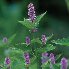 Anis hysope,  Agastache fenouil