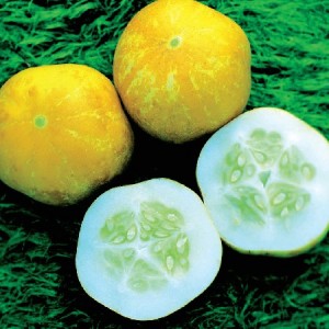 Concombre citron