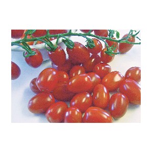Tomate sweet mojo
