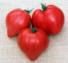 Tomate Oxheart